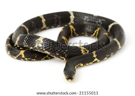 stock photo : Russian Rat Snake (Elaphe schrenkii) on w