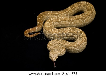 Albino Argentine Boa