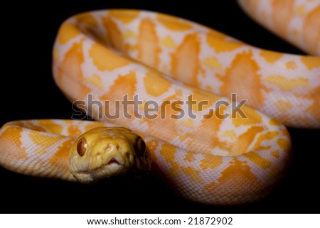 Quiet the find. Stock-photo-albino-reticulated-python-python-reticulatus-on-black-background-21872902