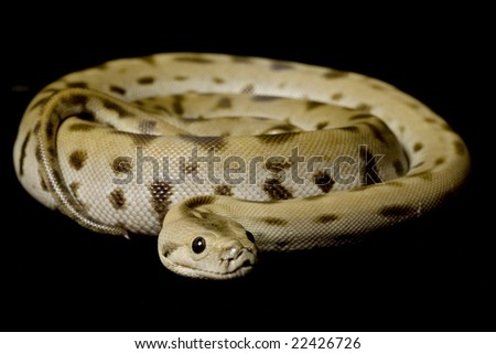 Blonde Burmese Python