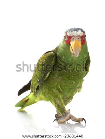 Blue Faced Parrot