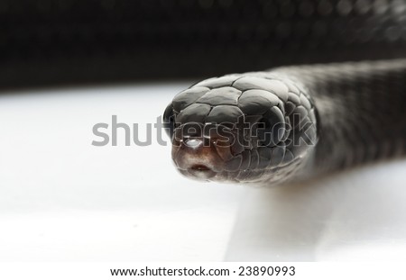 Eastern Indigo Snake (Drymarchon couperi) on white background.
