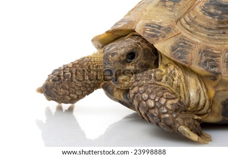 Russian Tortoise (Testudo horsfieldii) isolated on white background.