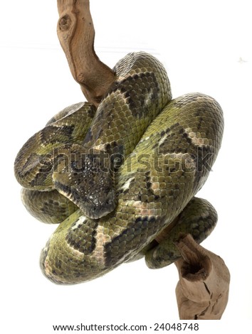 boa close up on curled python boa snake boa constrictor