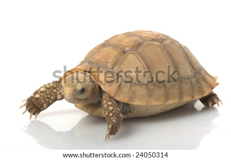 Elongated Tortoise (Indotestudo elongata) isolated on white background.