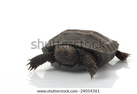 Burmese Brown Tortoise (Manouria emys phayrei) isolated on white background.