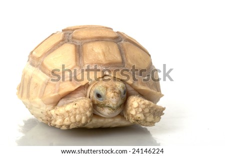 Ivory African Spurred Tortoise (Geochelone sulcata) isolated on white background.