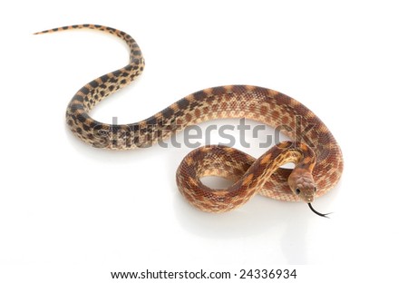 Cape Gopher Snake (Pituophis Catenifer Vertibralis) Iso