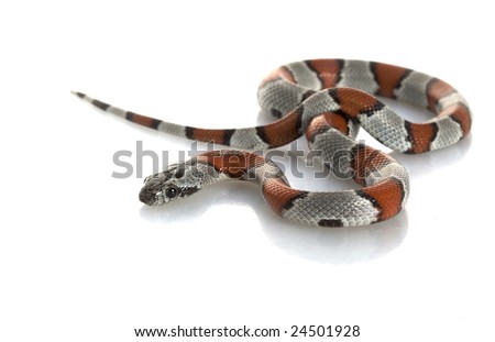 stock photo : Grey-banded King Snake (Lampropeltis alte