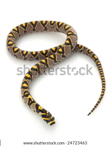 stock photo : Mandarin Rat Snake (Elaphe Mandarina) iso