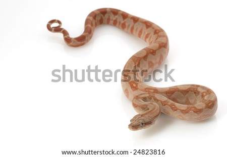 T-positive Nicaraguan Boa (Boa constrictor imperators) isolated on white background.