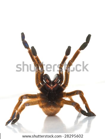 Orange Baboon Spider