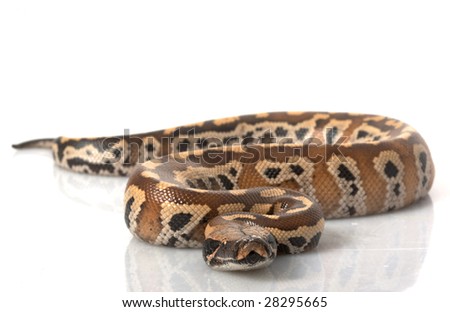 Sumatran Red Blood Python (Python Curtis Curtis) Isolat