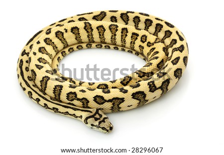 Super Jaguar Carpet Python. stock photo : Jungle Jaguar Carpet Python (Morelia spilota cheynei) ) isolated on white