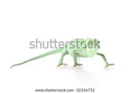 Yemen Chameleon Setup. yemen chamleon Chameleons,