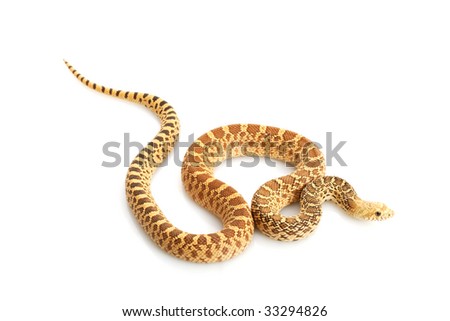 Hypo Snake