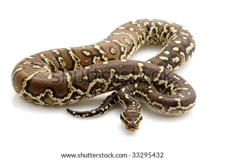 Angolan Python (Python Anchietae) Isolated On White Bac