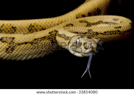 stock photo : Super jaguar carpet python (Morelia spilota cheynei) isolated 
