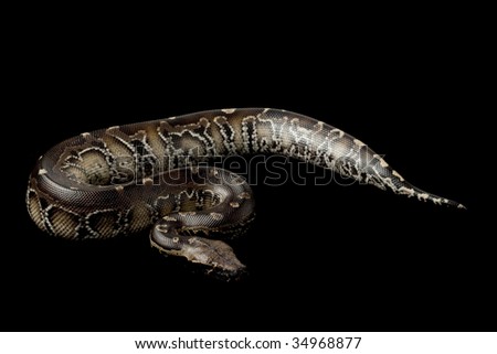 -Tailed Blood Python (Python Curtus Breitensteini) Isol