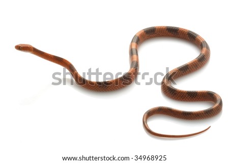 stock photo : Banded Cat-eyed Snake (Leptodeira annulat