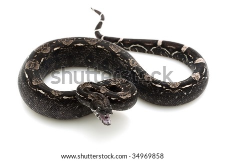 black Columbian red-tailed boa (Boa constrictor constrictor) isolated on white background.