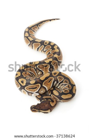 Phantom Royal Python