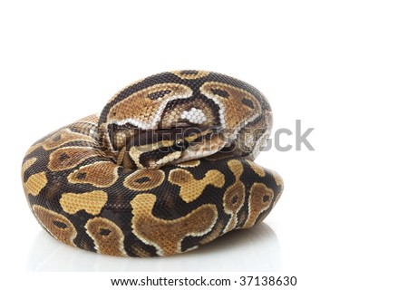 Phantom Royal Python