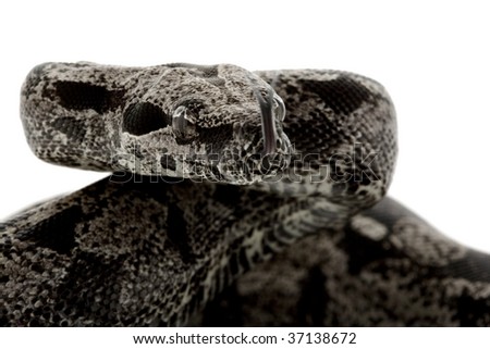 Anerythristic Columbian red-tailed boa (Boa constrictor constrictor) isolated on white background