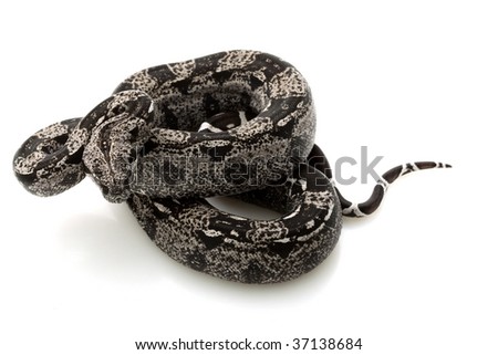 columbian red tail boa. Columbian red-tailed boa