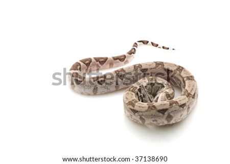 Ghost Columbian red-tailed boa (Boa constrictor constrictor) isolated on white background