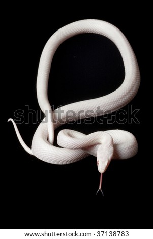 Black Snake Background