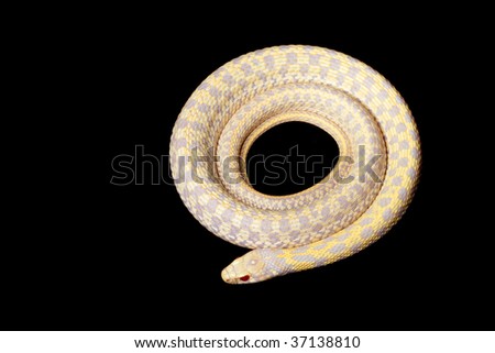 albino Eastern Plains Garter Snake (Thamnophis radix) isolated on black background.