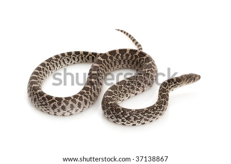 Axanthic Bull Snake (Pituophis catenifer sayi) on white background.