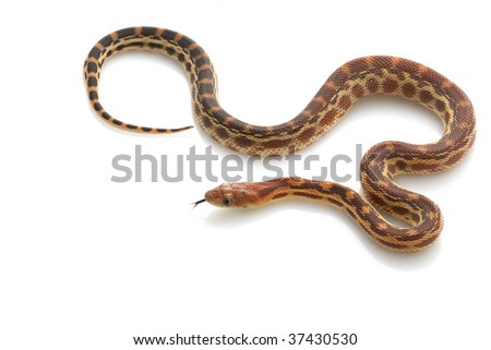 Cape Gopher Snake (Pituophis Catenifer Vertibralis) Iso