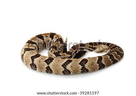 Canebrake Rattlesnake (Crotalus Horridus) Isolated On W
