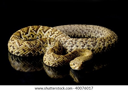 Mexican West Coast Rattlesnake (Crotalus Basiliscus) Is