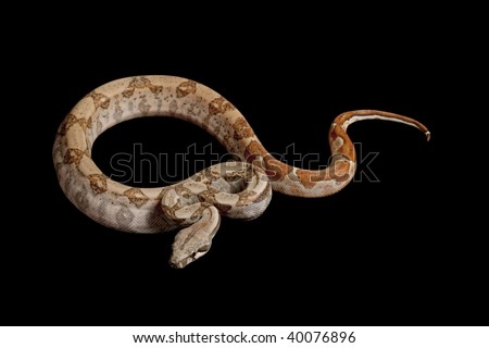 Hypomelanistic Central American boa (Boa constrictor imperator) isolated on black background.