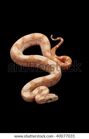 Sunglow Tyrosinase-Positive Central American boa (Boa constrictor imperator) isolated on black background.