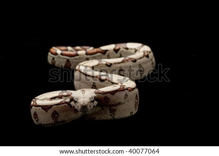 Square tail Columbian red-tailed boa (Boa constrictor constrictor) isolated on black background.