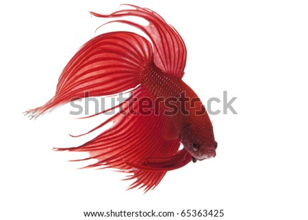 Red Fighting Fish