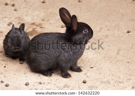 Baby Rabbit with mother