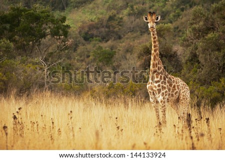 A single giraffe in the wild facing the camera in landscape orientation
