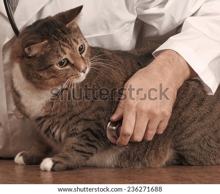 Veterinarian listening to obese cat\'s heart