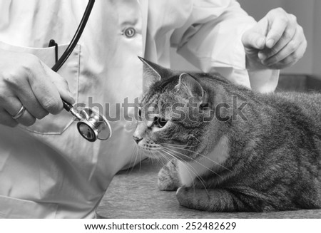 Tabby cat checks out his vet