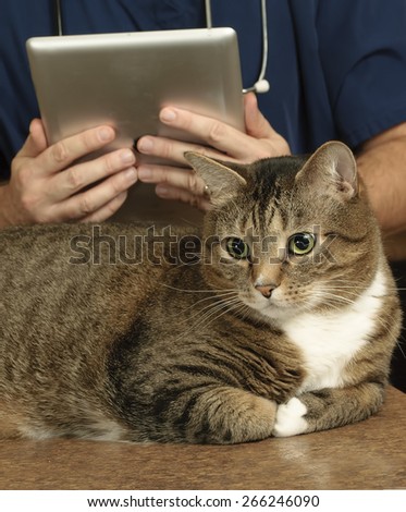 Veterinarian with tabby cat takes notes on a digital device