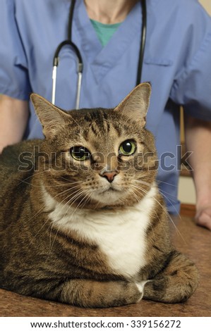 Veterinary clinic. Cute cat during examination by a veterinarian.