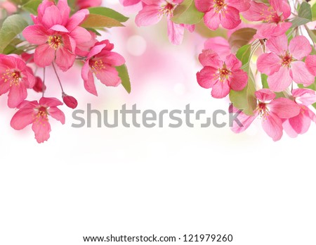 Apple Flowers,Spring Blossom On White With Copy Space.