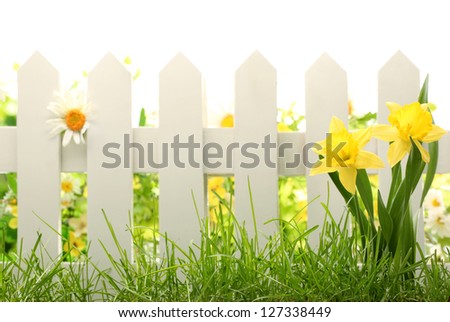 White fence with green grass and daffodil flowers
