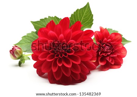 red dahlia flower isolated on white background