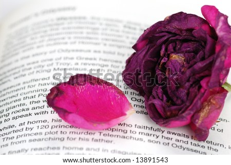 faded rose on book
